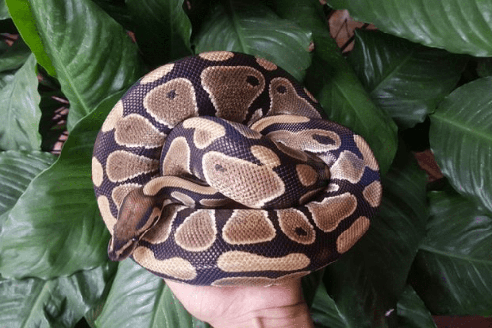 Service Provider of African Ball Python Training in Gurgaon, Haryana, India.