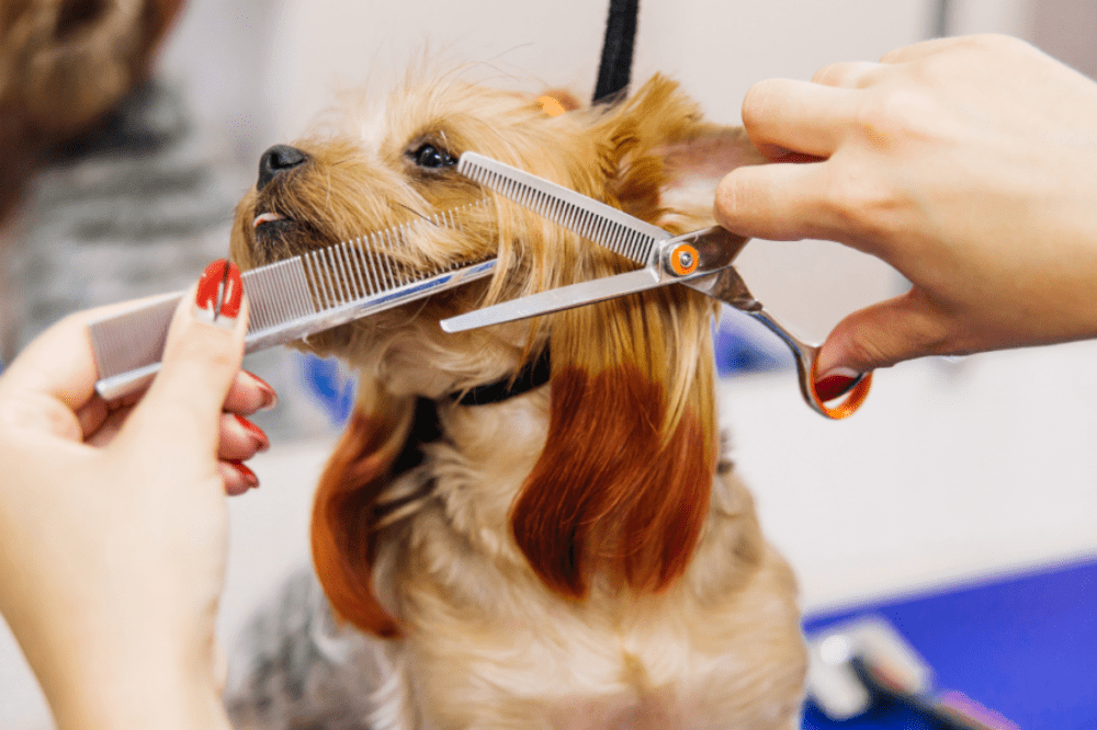 Service Provider of Pet Grooming in Gurgaon, Haryana, India.