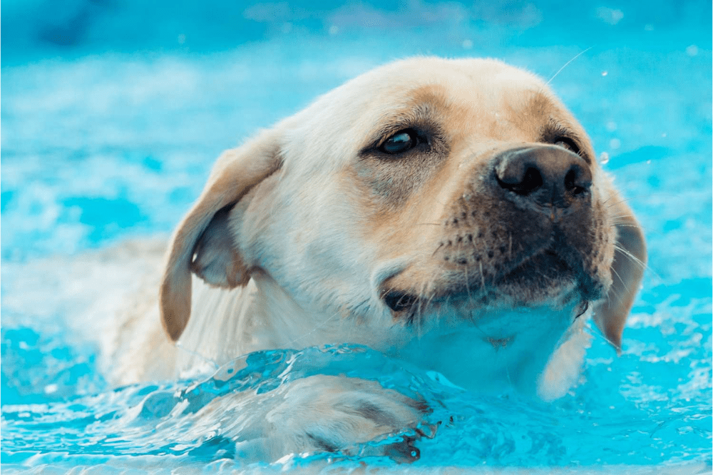 Service Provider of Pet Swimming Training in Gurgaon, Haryana, India.