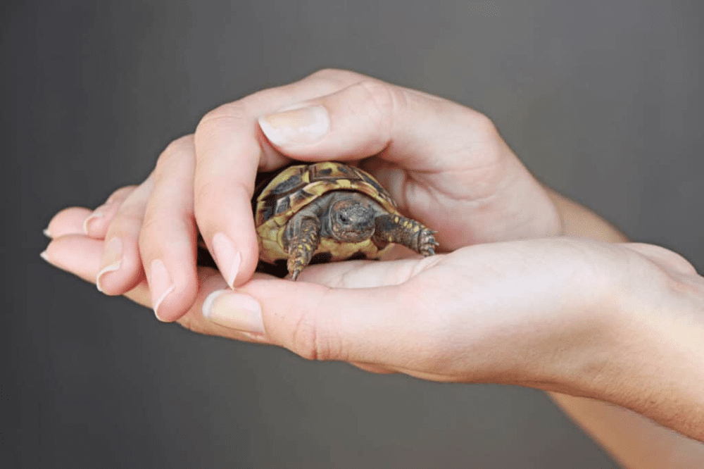 Service Provider of Turtle Training in Gurgaon, Haryana, India.